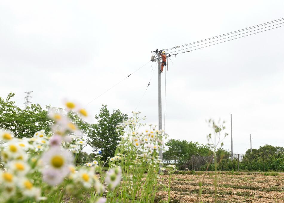 國網余姚市供電公司：菜稻輪作共致富電力護航助增收