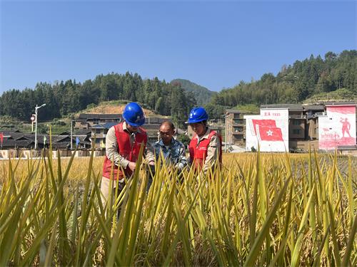 國網壽寧縣供電公司：電力“紅”助力秋收“黃”