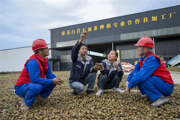 國(guó)網(wǎng)榮州供電公司：油茶花開(kāi)榨油香 電力護(hù)航動(dòng)力足