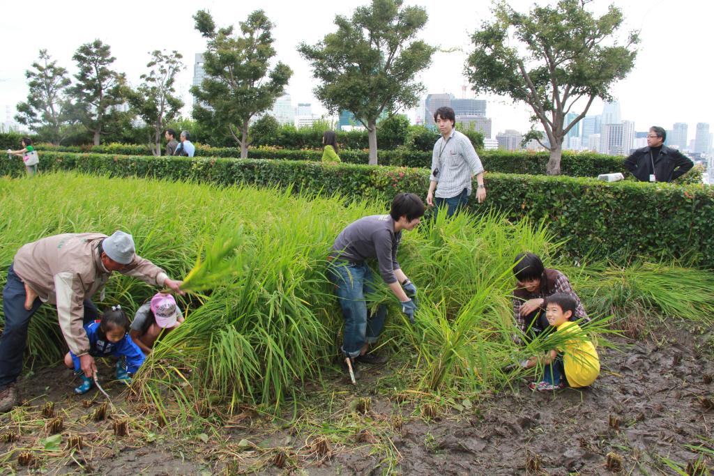 日本如何對待秸稈焚燒